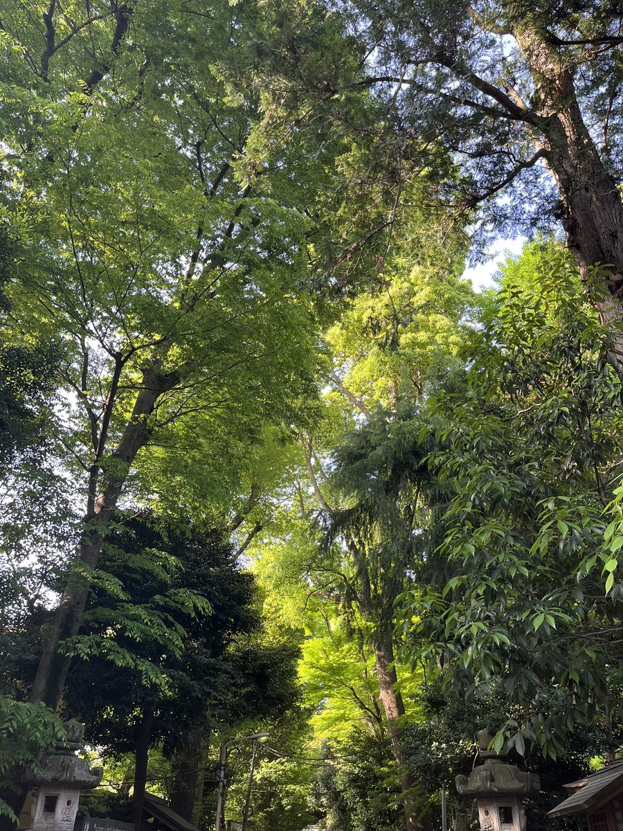 asamisan0305's tweet photo. #Day599

今日は走らずにウォーキング！3.5キロ
朝から神社参拝⛩
気持ち良かったー！
新芽のにおい、良い季節です。 https://t.co/zhjqFhg1Qw