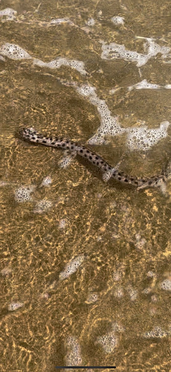 cotento's tweet image. Víboras marinas en #acapulco #PlayaIcacos #viborasmarinas alguien sabe si son venenosas? 😨