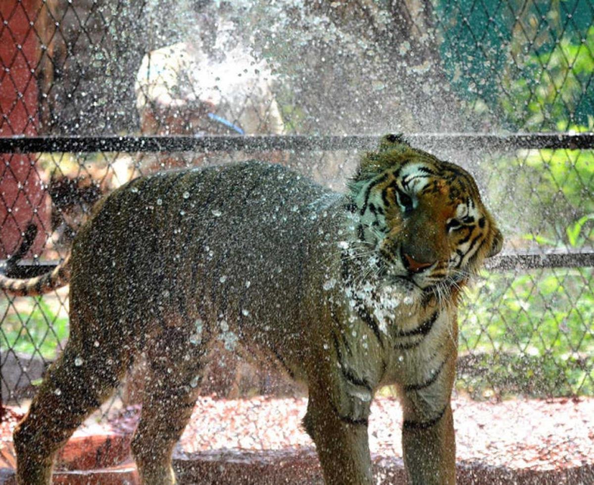 #Hyderabad  Zoo Uses Cooling Systems To Protect Animals In Summers  #hyderabadzoo #NehruZoologicalPark #hyderabadtourism #AnimalsLover #animals