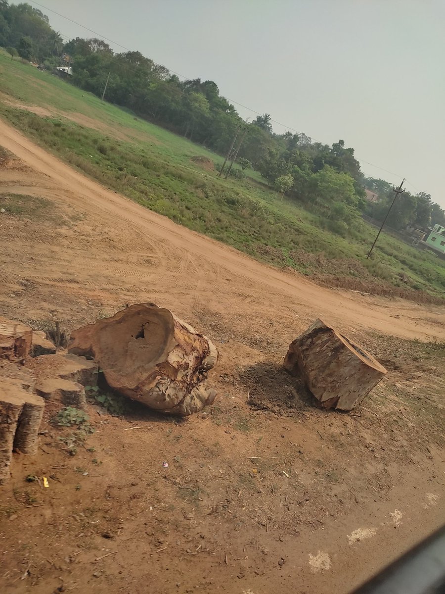 DevuIND's tweet photo. Why no one is talking about this in Balasore? 
These are pictures from Bls town - Fuladi road  , all the huge trees have been cut in the name of road expansion not a single tree is left. 
That perticular road used to have hundreds of trees now it looks like desert. https://t.co/WQiTuIvXJY