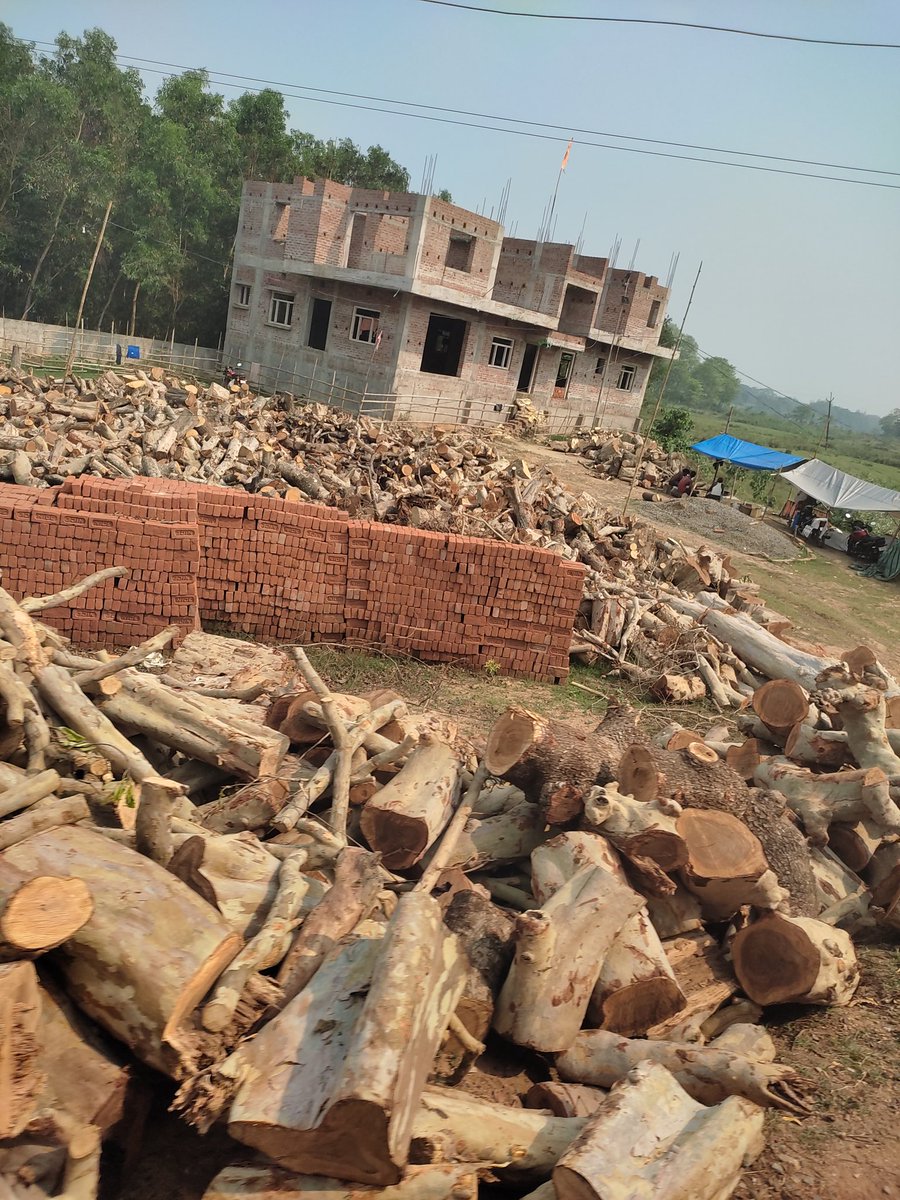 DevuIND's tweet photo. Why no one is talking about this in Balasore? 
These are pictures from Bls town - Fuladi road  , all the huge trees have been cut in the name of road expansion not a single tree is left. 
That perticular road used to have hundreds of trees now it looks like desert. https://t.co/WQiTuIvXJY