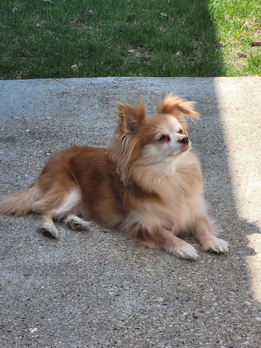 H_Shacksaw's tweet photo. @detectiverj ohhhhhhhh she looks like my old lady pomchi. W take btw https://t.co/LClOI7cX1S