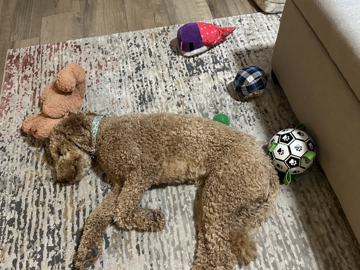 MoreNoyes61's tweet photo. โI must have my toys close, even when I sleep.โ ~ Daisy
#daisy #daisythedog #daisythedoodle #goldendoodle #goldendoodlesofinstagram #doodle #nappingdog #rvdog #mandmhittheroad https://t.co/7wh7wLkmb8