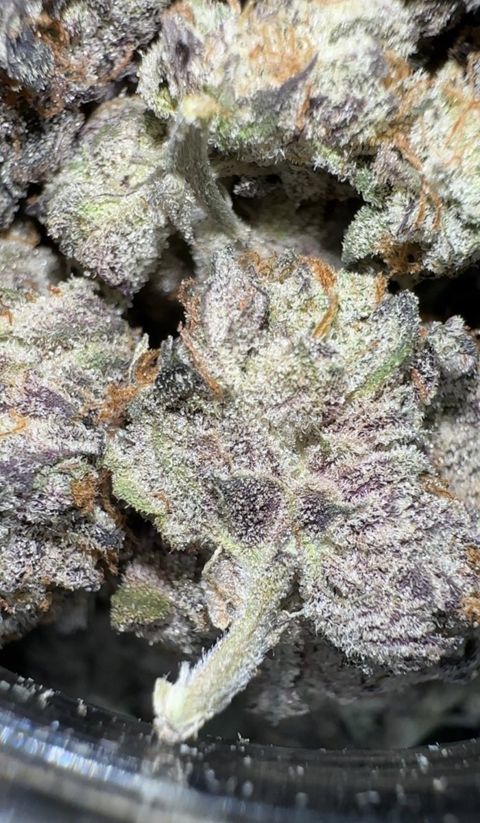 Mslee4twenty's tweet photo. 🔵 Blue 16 #34 🔵
(Project 4516 x Blu Cookies)
🧬 Genetics from GrandiFlora 🧬
Seeds grown by @calitree510 & Team
#marijuana #Mmemberville #420friendly #California #project4516 #blue16 #blucookies #grandiflora https://t.co/rjLZu7d9HY