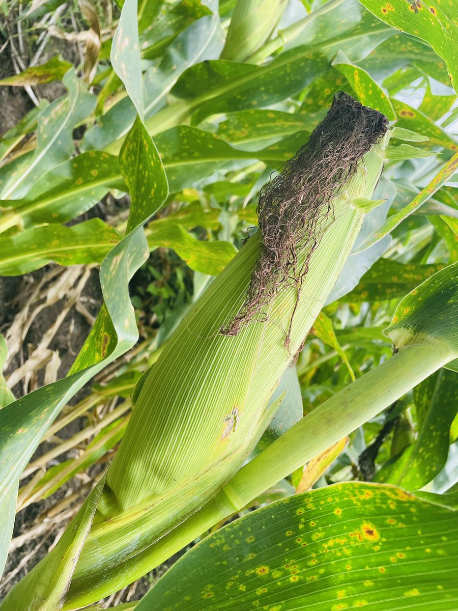 DeicyC✍️ tweet media