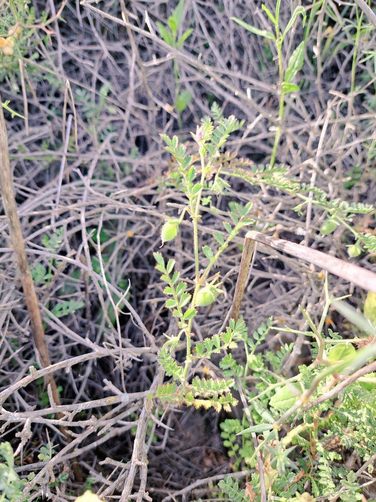 murukarthickj's tweet photo. Exploring the wild side of #grainlegume in cetre of diversity #pulses #CWR #proteinsecurity @LeibnizIPK https://t.co/z9QoR79PZX
