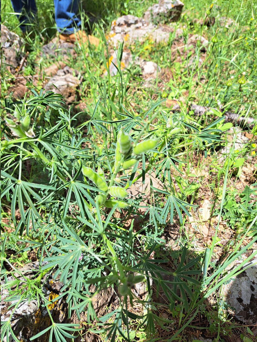 murukarthickj's tweet photo. Exploring the wild side of #grainlegume in cetre of diversity #pulses #CWR #proteinsecurity @LeibnizIPK https://t.co/z9QoR79PZX
