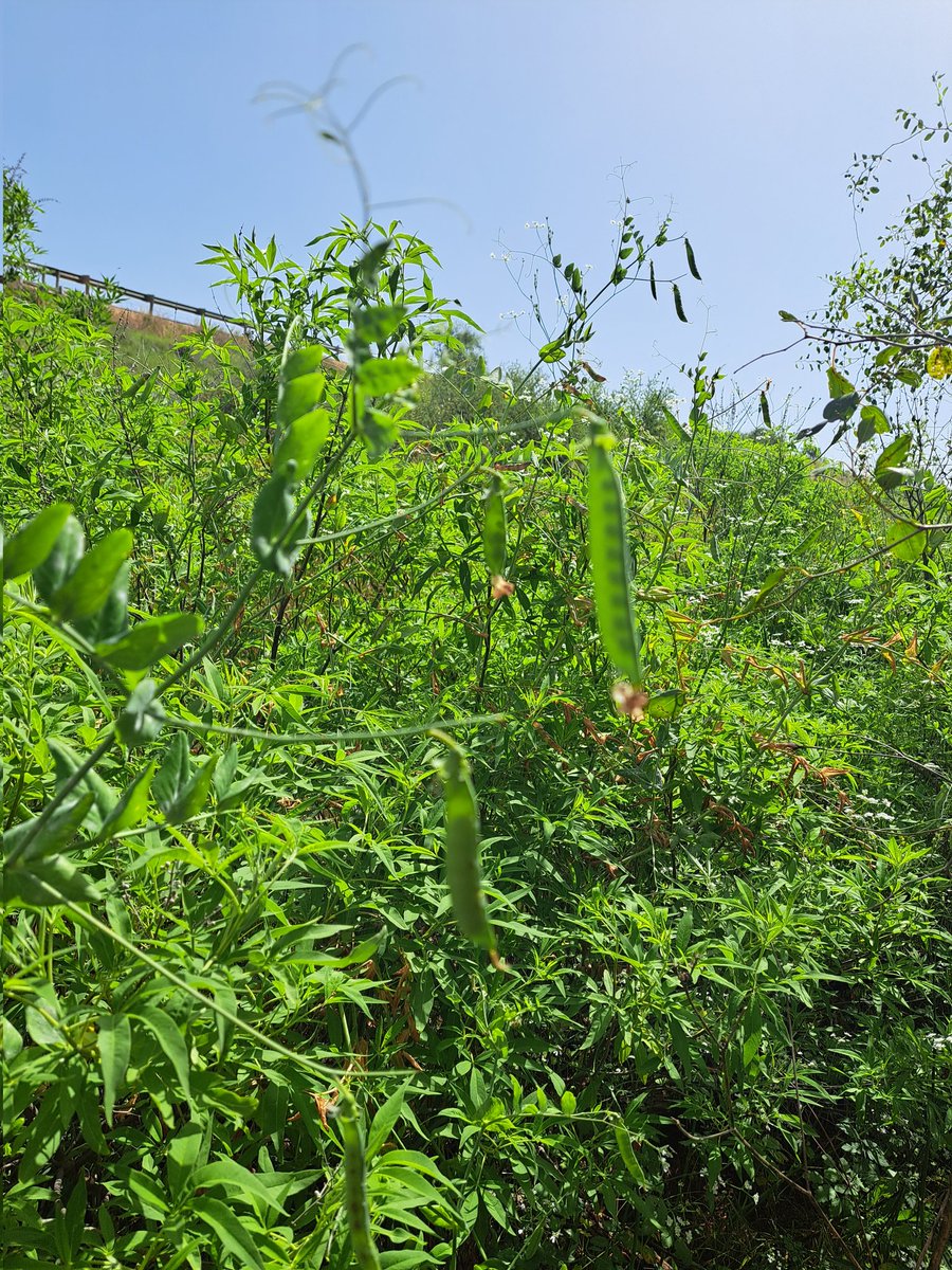 murukarthickj's tweet photo. Exploring the wild side of #grainlegume in cetre of diversity #pulses #CWR #proteinsecurity @LeibnizIPK https://t.co/z9QoR79PZX