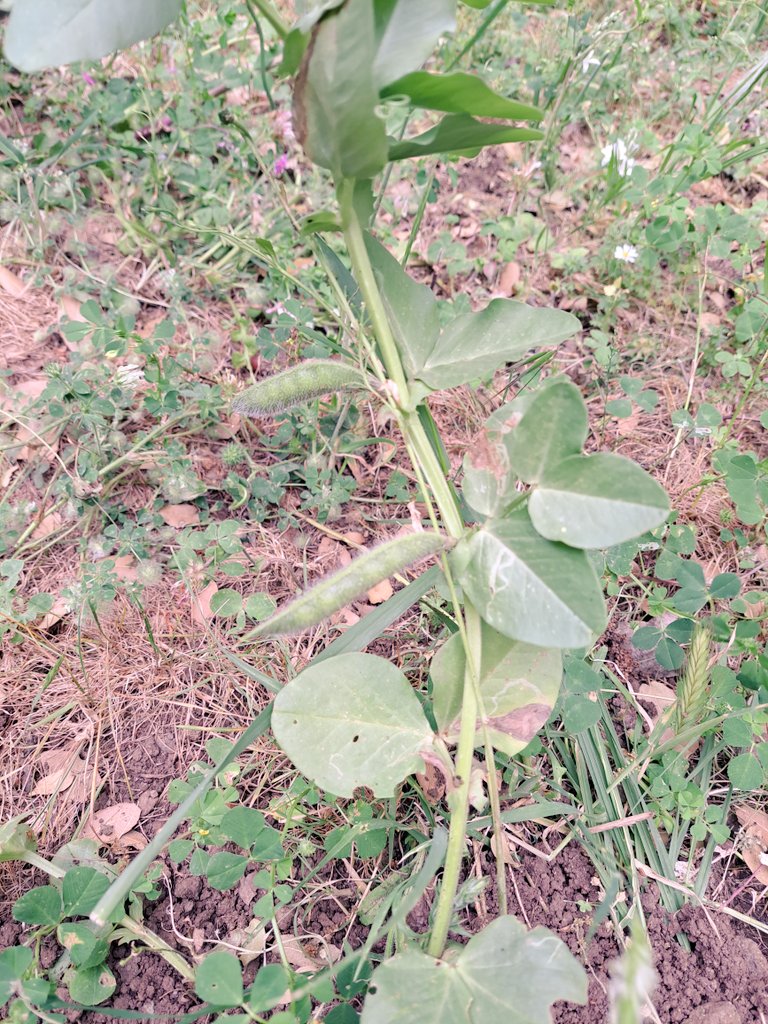 murukarthickj's tweet photo. Exploring the wild side of #grainlegume in cetre of diversity #pulses #CWR #proteinsecurity @LeibnizIPK https://t.co/z9QoR79PZX