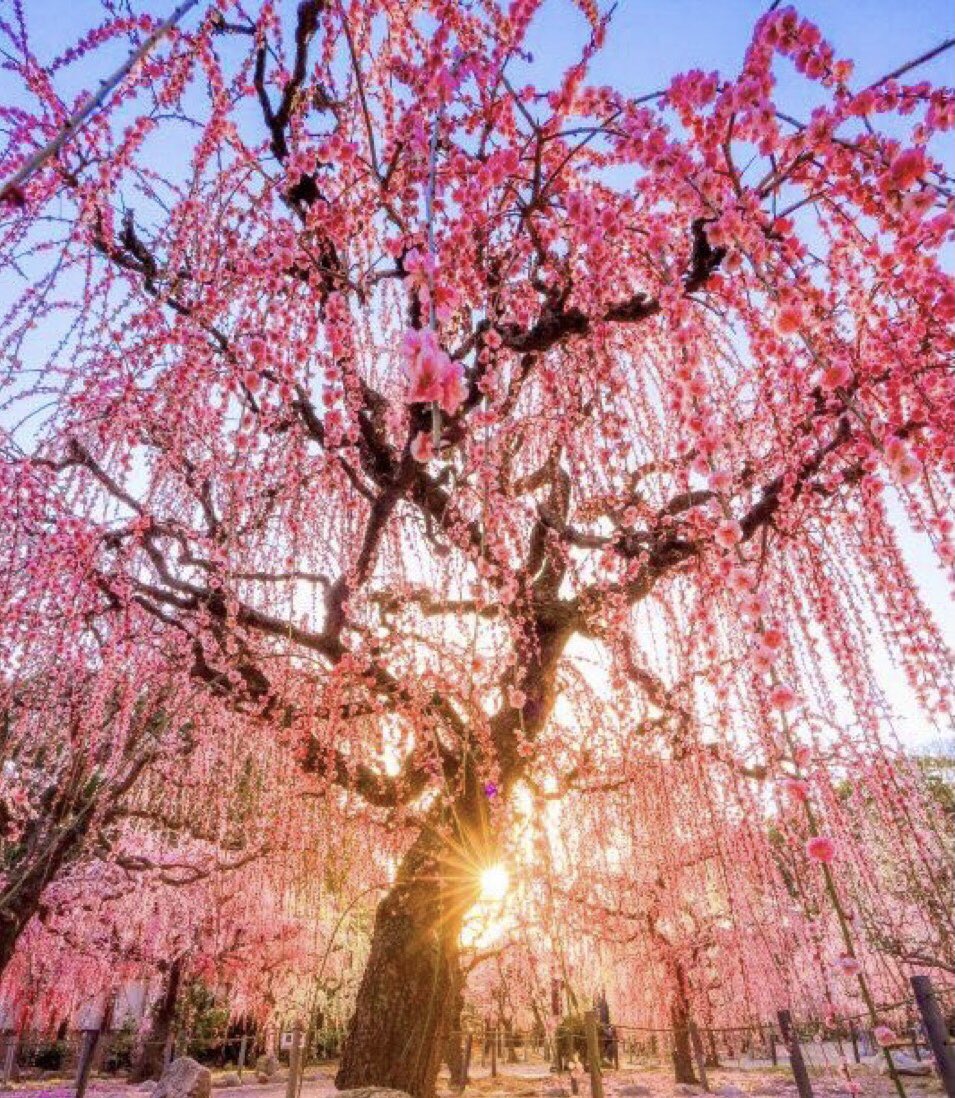 You can’t wait for the Morning darling for your love To begin The warmth of heart to heart To hasten the breath Delightedly Enlightenedly Our soul The angels see it all Telomere lengthening Flora blossoming temple of sun Celebrating our rooted love 💗♾️ gardenhaiku.wordpress.com/2023/04/19/sun…