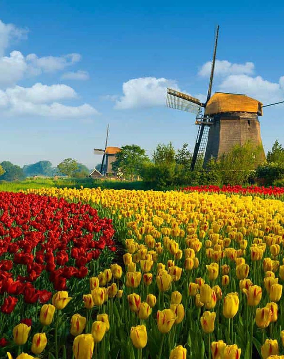 Windmill on a field with red &amp; yellow tulips in Holland 🇳🇱
