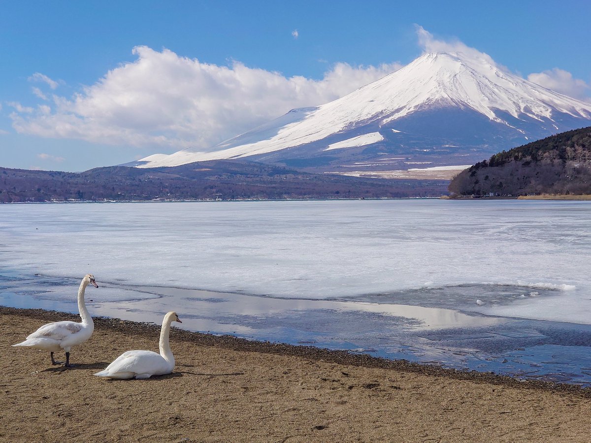 Gonchi_EOS_R8's tweet photo. 週末は天気が良いみたいですね☀
また富士山でも見に行こうかな😊
#写真好きな人と繫がりたい #一眼レフ初心者 #EOS10 #花撮影で勉強中 https://t.co/i27cvIorLi