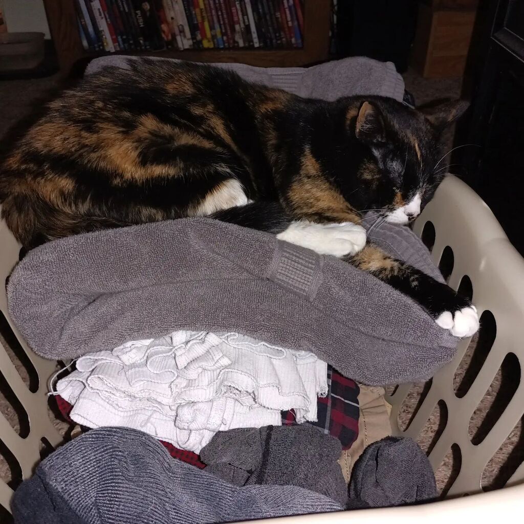 LaughingGirl77's tweet photo. 'Possum decided I folded the laundry for her to sleep on...
#calicocat #rescuecatsofinstagram #dailycat https://t.co/ysoXvLWdDd https://t.co/r37MLXEDuV