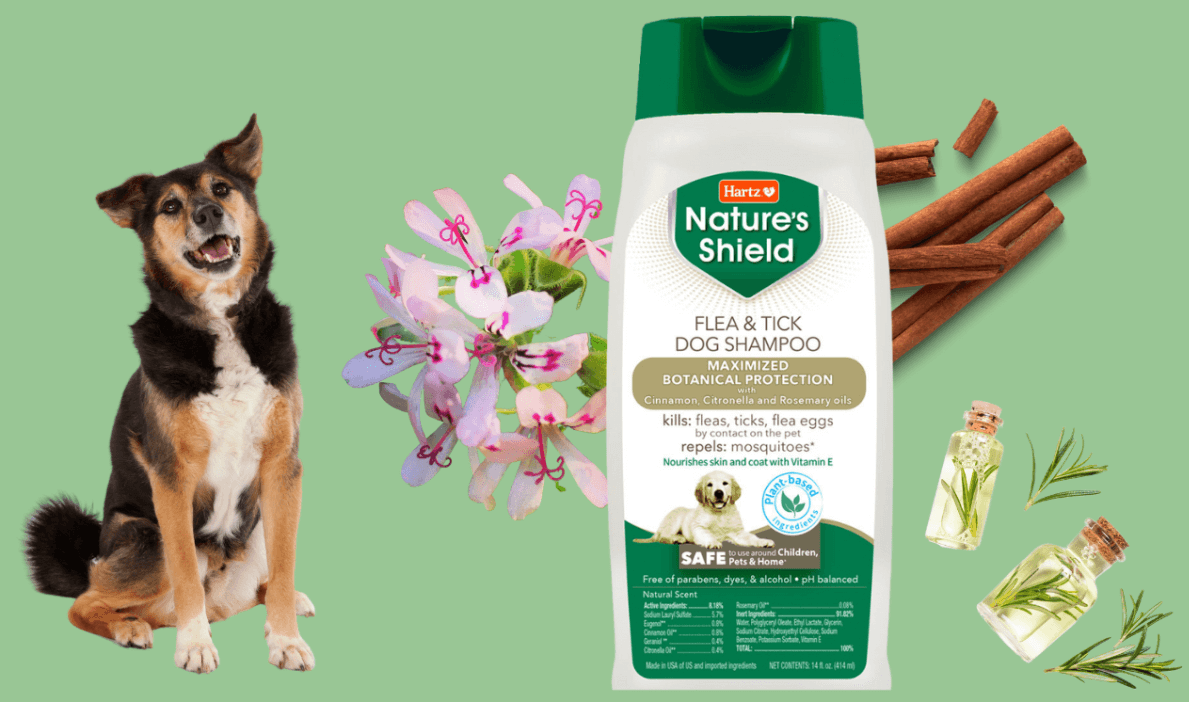 freebies2you's tweet photo. Apply For A FREE Sample Of Our Nature's Shield Flea &amp; Tick Dog Shampoo!
CLAIM HERE --> https://t.co/cwkZweeNHe

#FreebieFriday #Coupons #freebiesinthemail #samples #giveaway #FreeSAMPLE #Sweepstakes https://t.co/FJlYkNuGTE