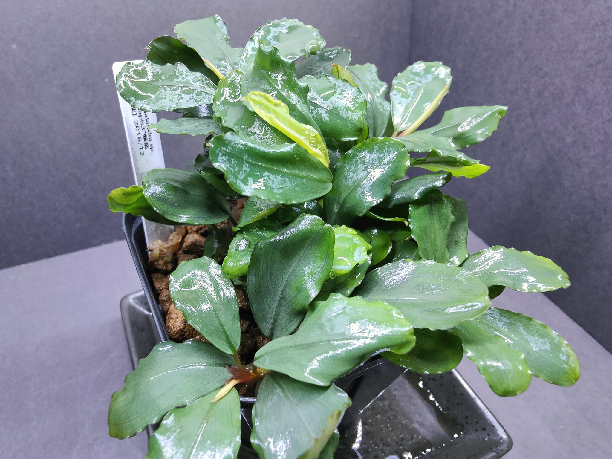 Bucephalandra ブセファランドラ カユラピス3 銀葉TB便 2014