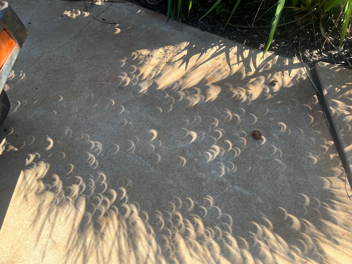 Bernwitt's tweet photo. Funky eclipses through the trees in Broome #eclipse2023 https://t.co/9ArP5eWDnc