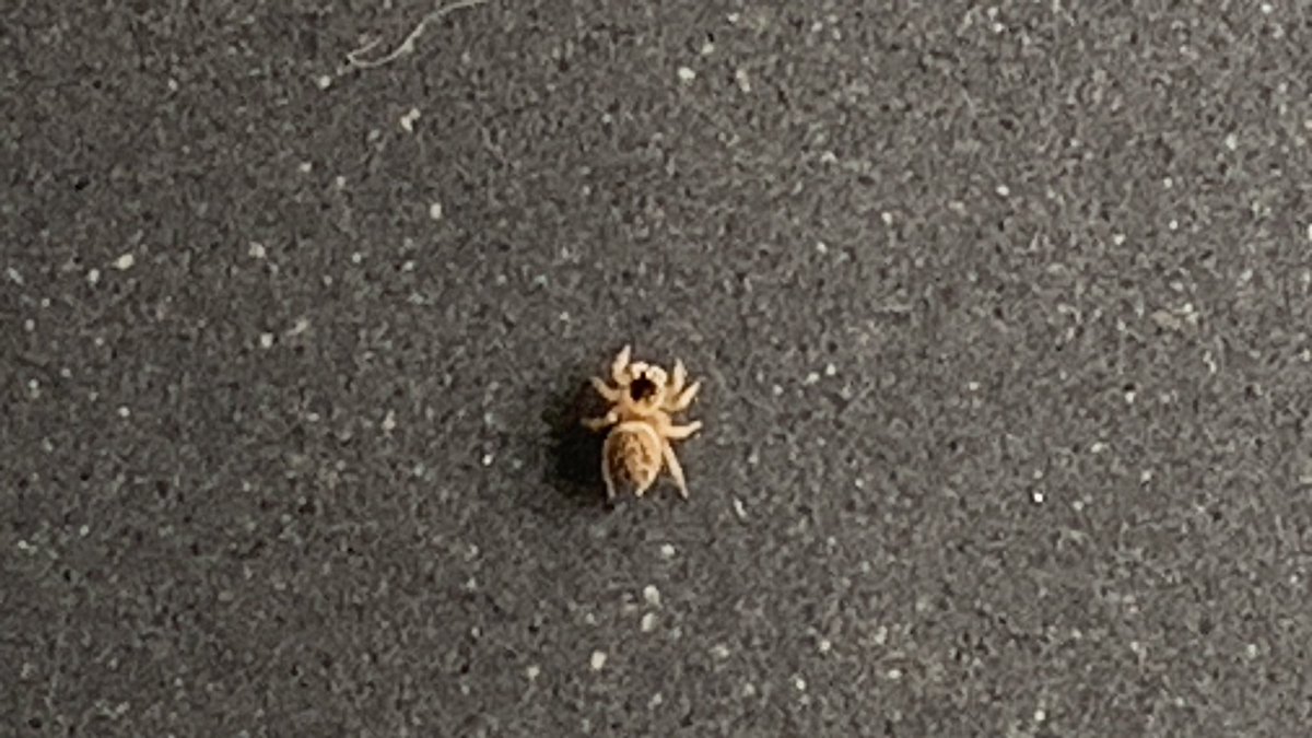 Naddleslee's tweet photo. #nature at work #BabySpider #CharlottesWeb https://t.co/e0GPjxlsnV