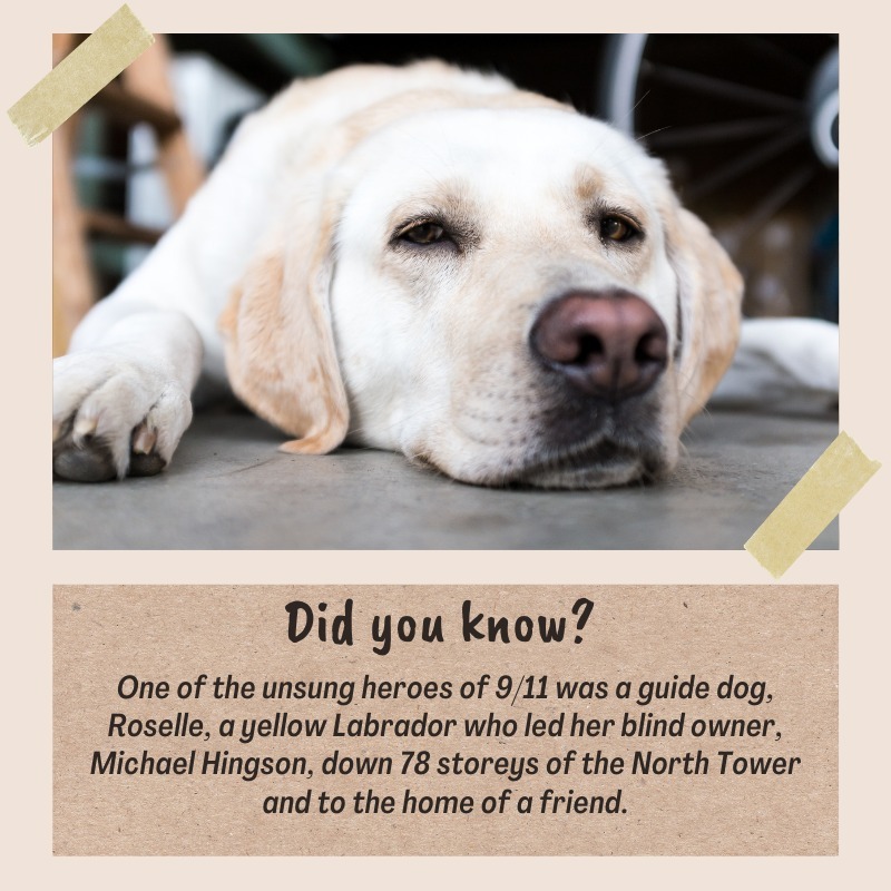 AnimalFunnyfac's tweet photo. In the midst of the chaos and tragedy of the 9/11 attacks, there were some truly heroic acts of bravery and courage. 

One of the most remarkable stories is that of Roselle, a guide dog who led her blind owner, Michael Hingson, down 78 stories of the North Tower and to the h… https://t.co/kGmZwF2FeP