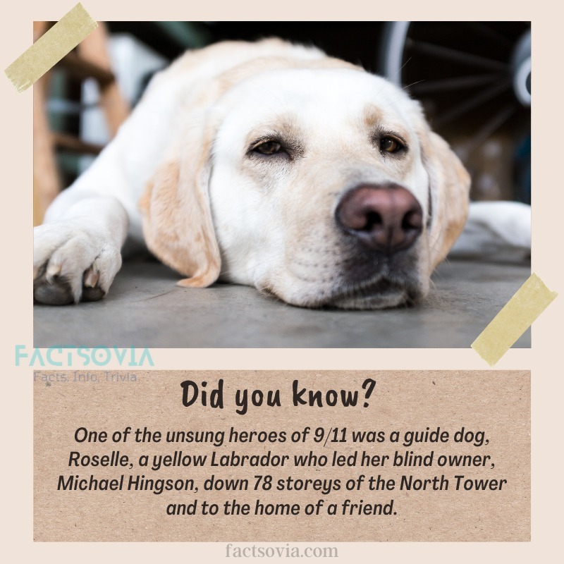 AnimalFunnyfac's tweet photo. In the midst of the chaos and tragedy of the 9/11 attacks, there were some truly heroic acts of bravery and courage. 

One of the most remarkable stories is that of Roselle, a guide dog who led her blind owner, Michael Hingson, down 78 stories of the North Tower and to the h… https://t.co/vksxatH0Uu