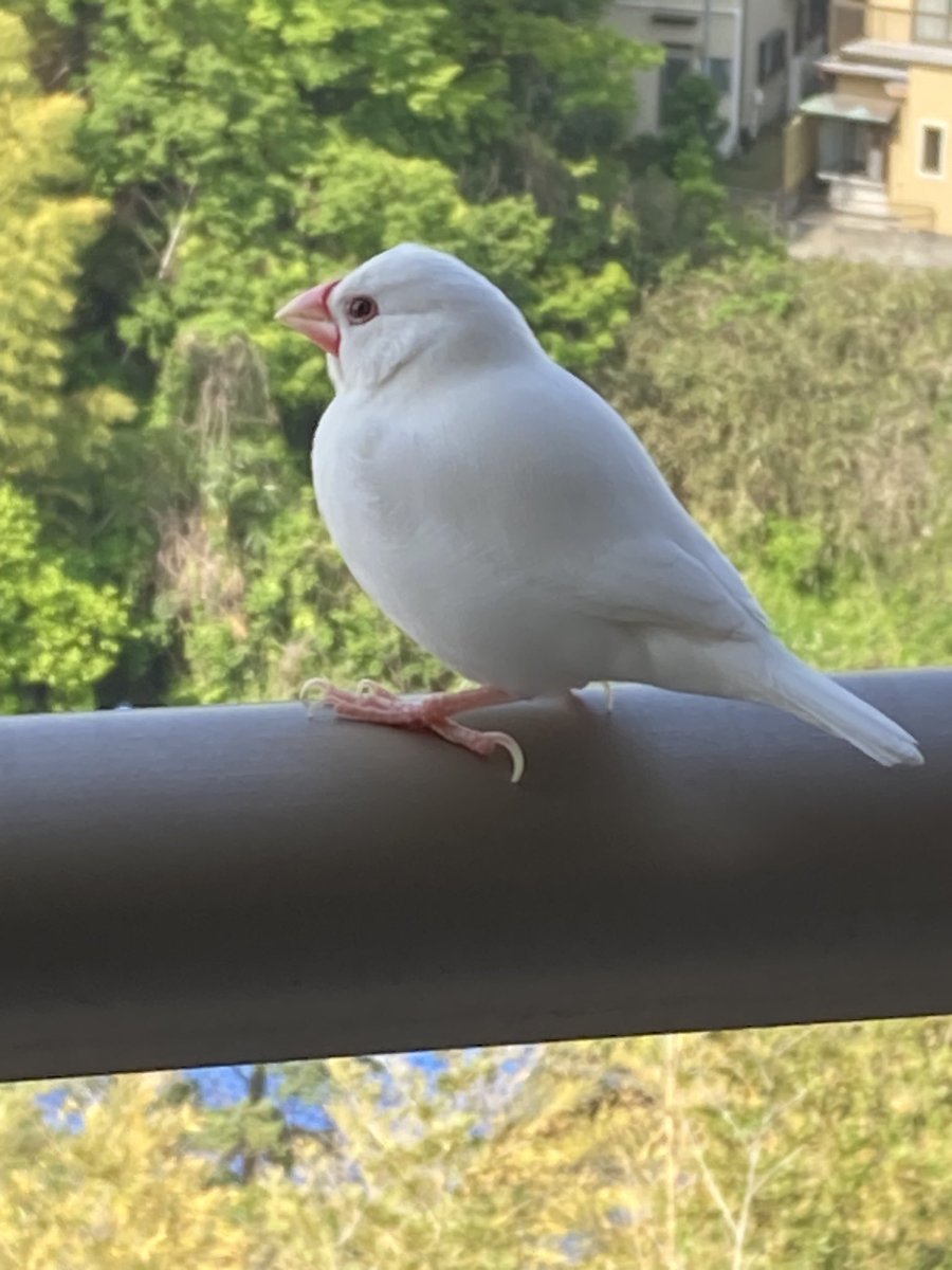 Ka__rrm's tweet photo. 皆様沢山のリツイートやいいねくださりありがとうございます。本日の午前9時頃に近くで目撃情報がございましたので、午後も引き続き近辺で捜索してみます。
私の子はこんな顔立ちの子です。見かけたらまた連絡ください。
#神奈川県横浜市栄区飯島町
#鳥　#鳥迷子　#文鳥迷子 #文鳥保護 #保護 #迷子 https://t.co/w5TJpzcYC9