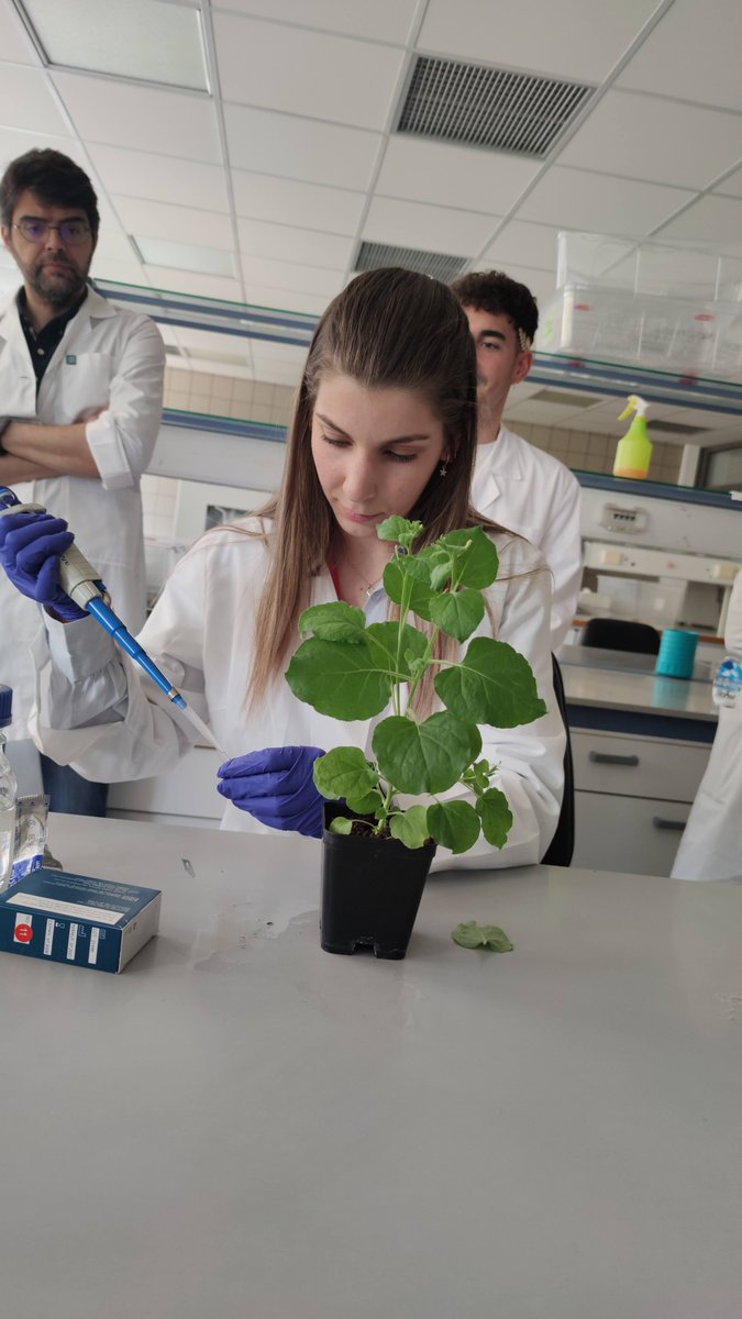 INTOMED_PRIMA tweet media