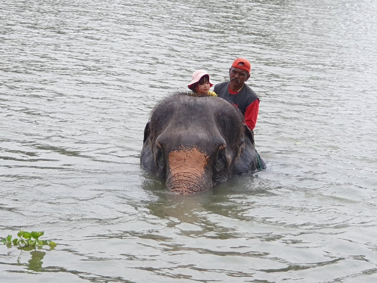 Elephantstay's tweet photo. Elephants are for every age. Little Tsu is 3 y.o.and being looked after by Jumpee and Pong. #love #elephants https://t.co/dBwF8KAyFM