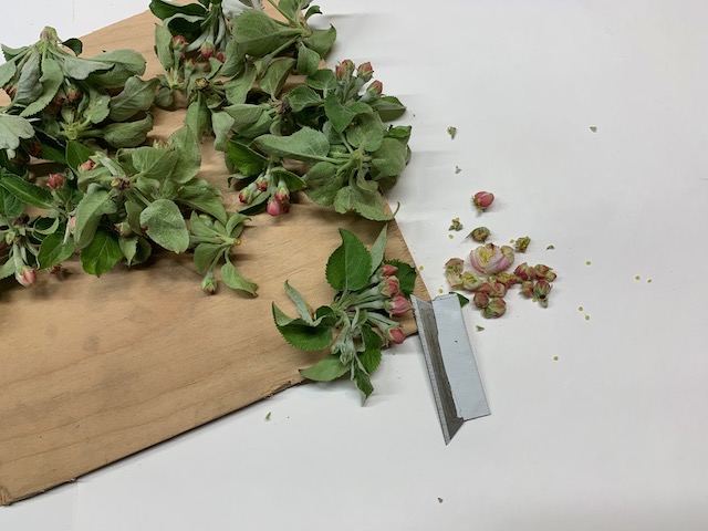 MidwestApple's tweet photo. Pollen for crosses. Collect blossom clusters @ pink.  With a sharp blade slice thru the blossom about 1/3 the way up the sepal.   Sieve thru a screen. Ripen until dehiscent w/warm light. When pollen is observed the anthers/pollen can be placed in a pill bottle for the field. https://t.co/hfsFsgjHce