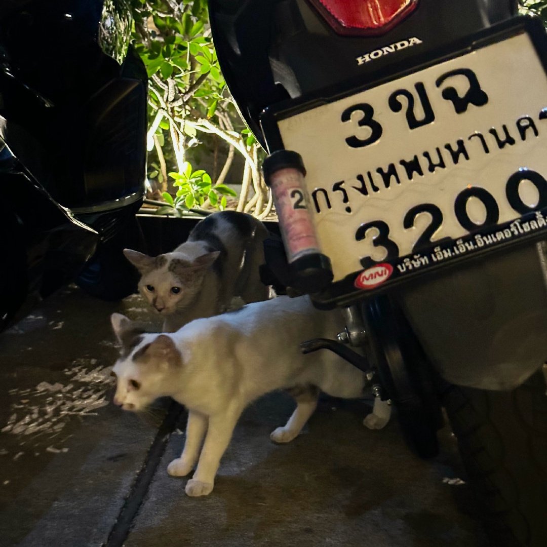 𝐀 (@ptnoren) on Twitter photo 