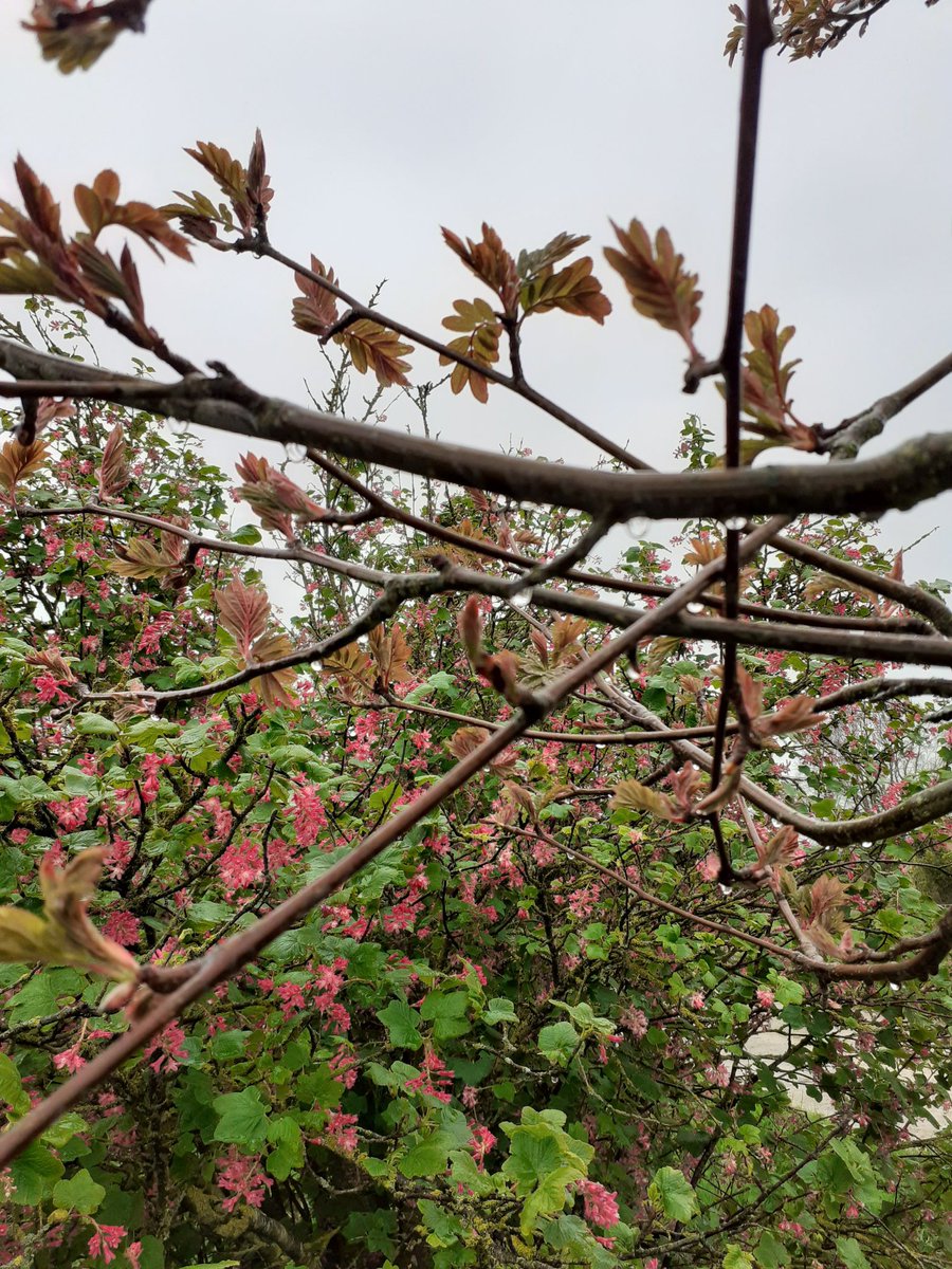 greenbeltsal's tweet photo. #EarthDay2023 I will be
#PlantingATreeFor23
#PlantATreeFor23
To make up for all the idiotic councils that keep chopping trees down.
#WellingboroughTrees
#PlymouthTrees
#CotonTrees
#QueensGardenHullTrees
@wellyeco
@CotonView @BonkersBusway
@JustPlaneNews
@BermondseyTrees https://t.co/08cLsK3E2y