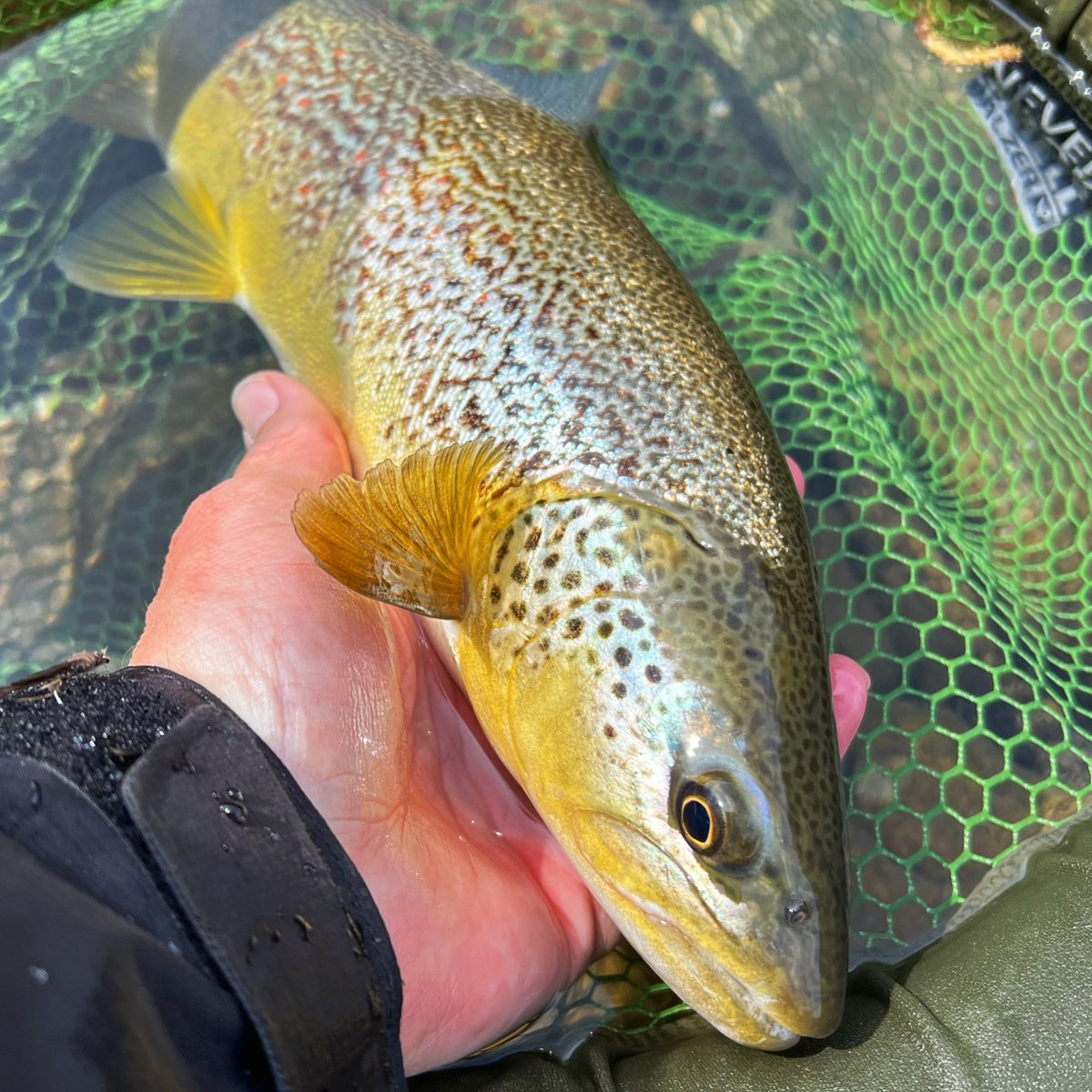 MatejGodec's tweet photo. Just perfect #hybridbrowntrout #marbletrout from my #flyfishing line So Exited to see and be in the right place with #flyfishingodec #slovenia #sloveniatravel #sloveniaoutdoor #sloveniatrip https://t.co/ZPFisZsFxv