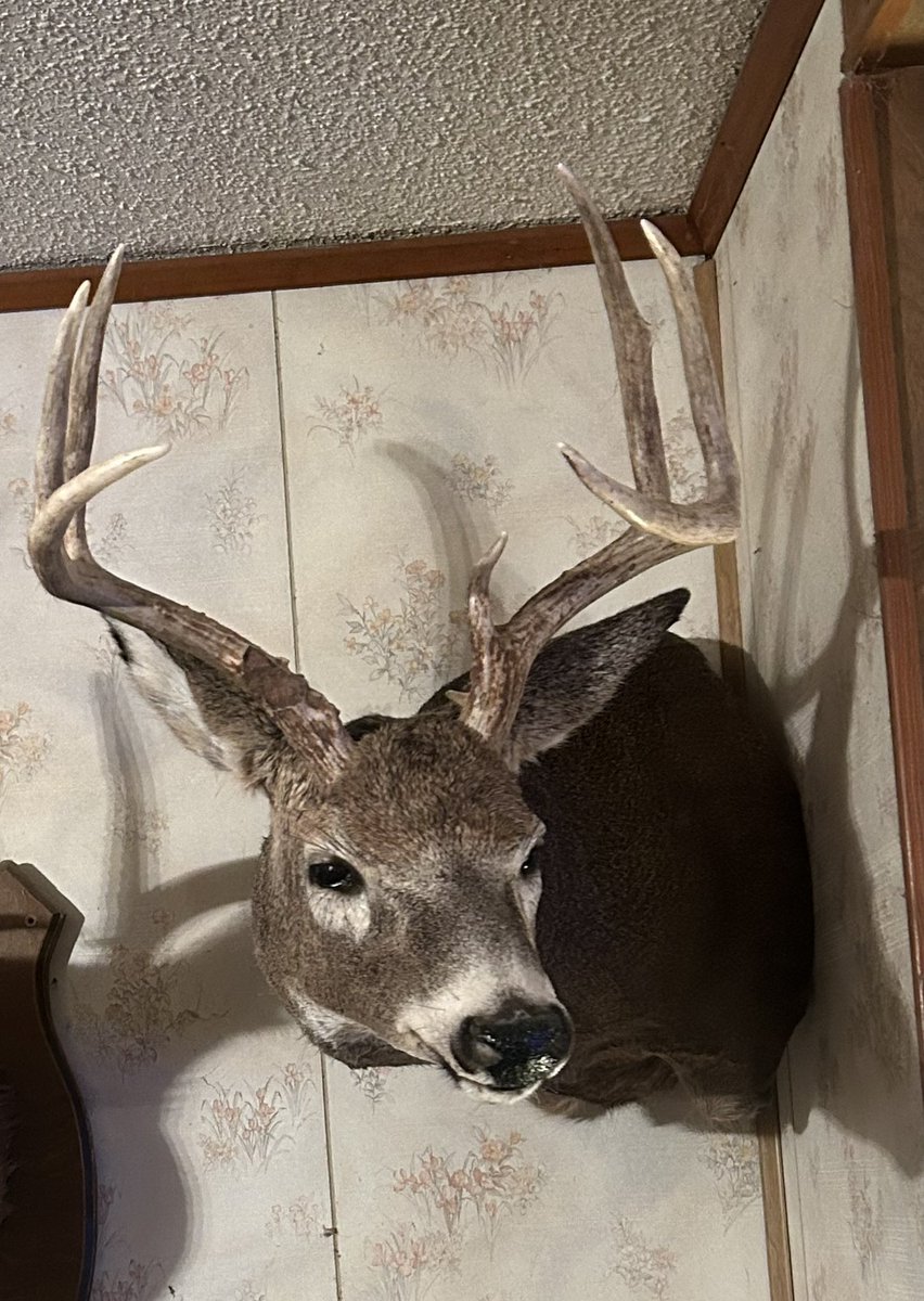 WesleyWeaverBVO's tweet photo. I got #Kansas Kevin back this week so many memories from the 2022 hunting season. It was such a great season for me. Looking forward to the 2023 season #excaliburcrossbow #nap #deaddownwind #ransominternationalcorporation #buckventures #thewoodsman https://t.co/mbCgLohIyI