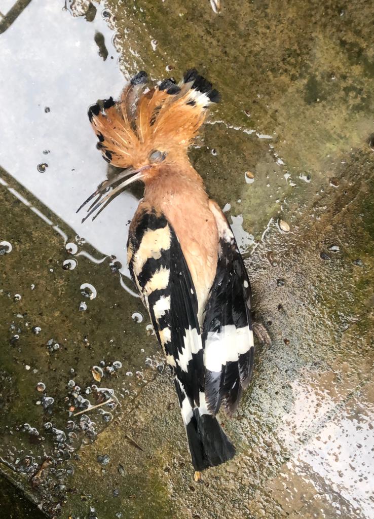 N_Schaeffer's tweet photo. Wiedehopf durch Flug gegen Glasscheibe in Regensburg verunglückt. Dieses Schicksal erleiden alljährlich viele Millionen Vögel in Deutschland. Oftmals kann Vogelschlag vermieden werden. Tipps gibt neue Broschüre: https://t.co/Koj1AlcRV0 Auch Verzicht auf Fensterputzen hilft. https://t.co/tXtSBWw7i6