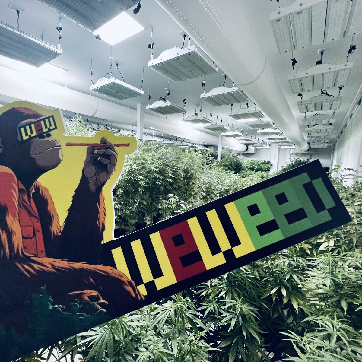 WeWeed_NFT's tweet photo. 🌿Happy 420🌿 on this special day, we benefit our community 💚
2nd #WeWeed #cannabis farm tour is NOW 🌿 🔥
#WeedLife #WeedLovers #stoners #420community https://t.co/tovNWbYL7H