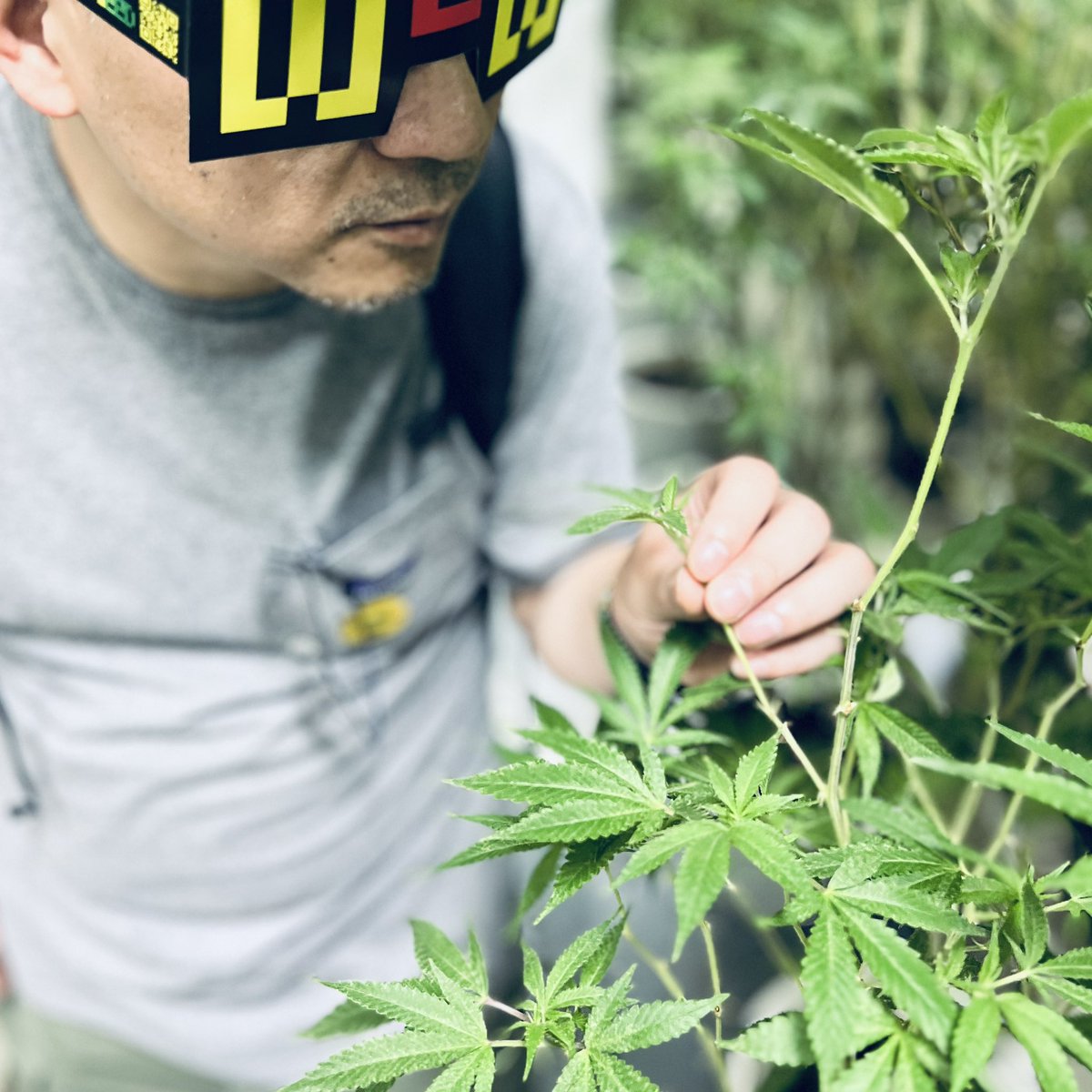 WeWeed_NFT's tweet photo. 🌿Happy 420🌿 on this special day, we benefit our community 💚
2nd #WeWeed #cannabis farm tour is NOW 🌿 🔥
#WeedLife #WeedLovers #stoners #420community https://t.co/tovNWbYL7H