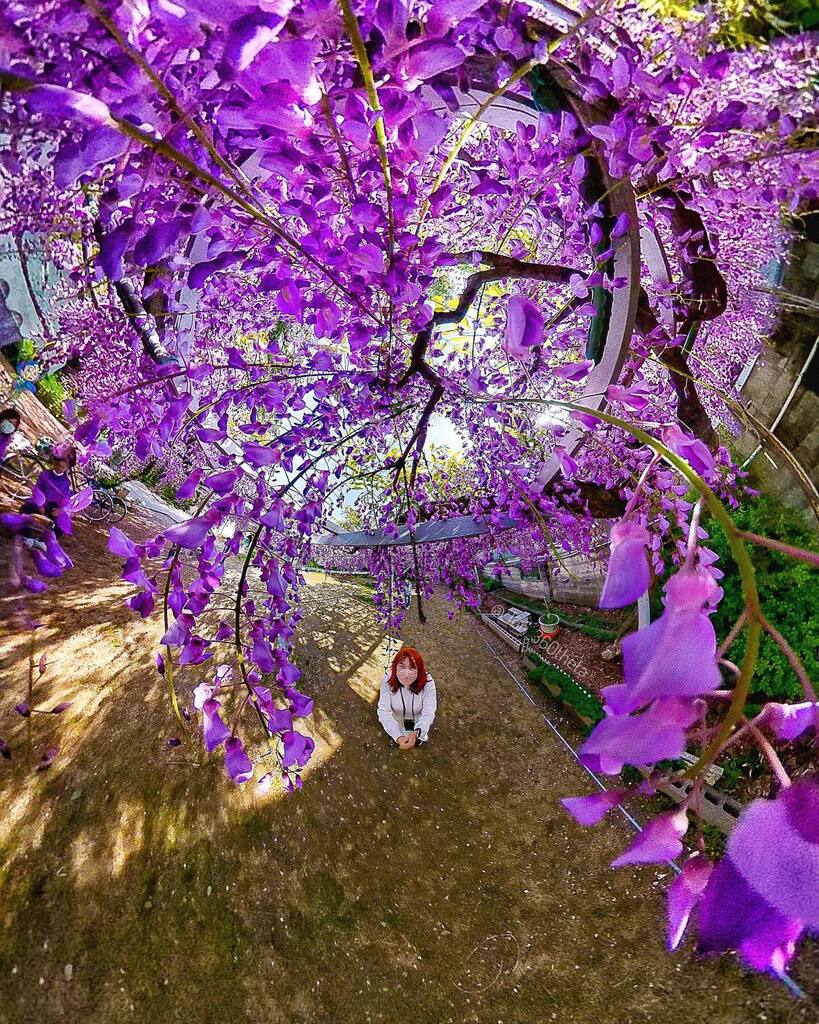 Wisteria flowers are so gorgeous.✨🤩💖 
#theta  #ricohtheta  #theta360  #tinyplanet  #360photo 
#thetaのある生活  #wisteria #wisteriaflowers #藤 #野田藤　
@panophotos instagr.am/p/CrPnrC6yh42/