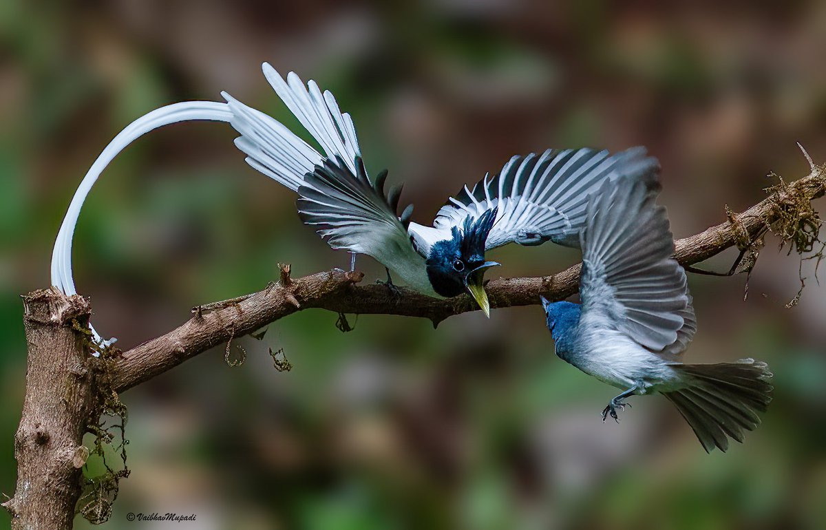 mupadi84's tweet photo. Indian Paradise Flycather &amp; Black Naped Monarch Faceoff 🕊️🕊️

#30DaysWild #BBCWildlifePOTD #beautiful #bird #birdphotography #BirdsSeenIn2023 #birdwatching #faceoff #fly @WildlifeMag @ThePhotoHour @the_wildindia @worldbirds32 @RSPBbirders @Avibase @IndiAves #NaturePhotography https://t.co/XpnIQpVOS1