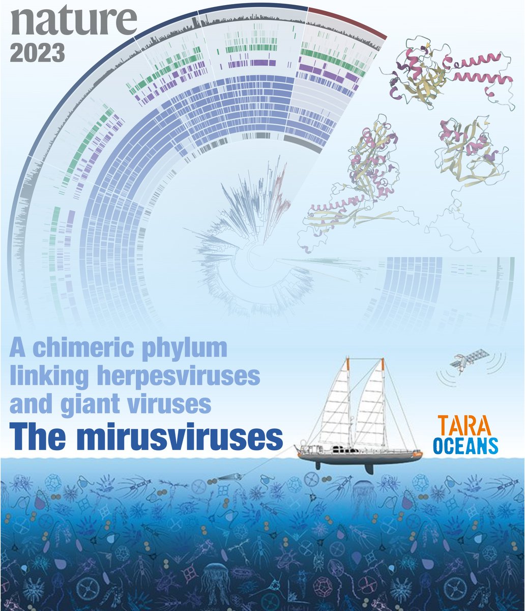 Our discovery of a major group of DNA viruses abundant in the oceans, the #mirusviruses, is out! These viruses have large genomes and a complex evolution linking #herpesviruses and #giantviruses. They pose no risk to humans but are important to plankton ->nature.com/articles/s4158…