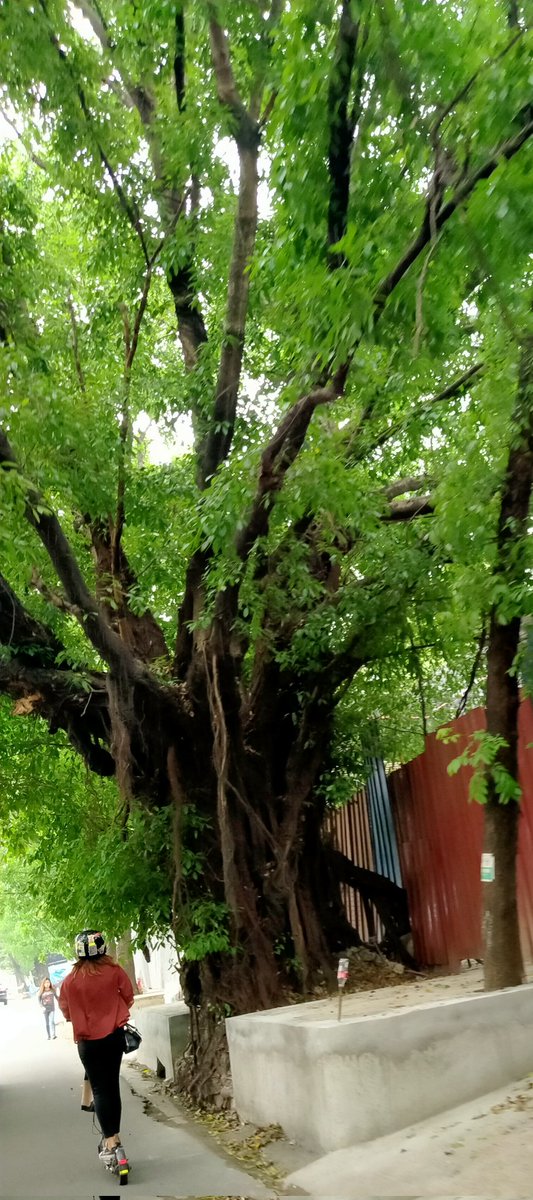mavz0807's tweet photo. #nature https://t.co/IUQxkKuBTL