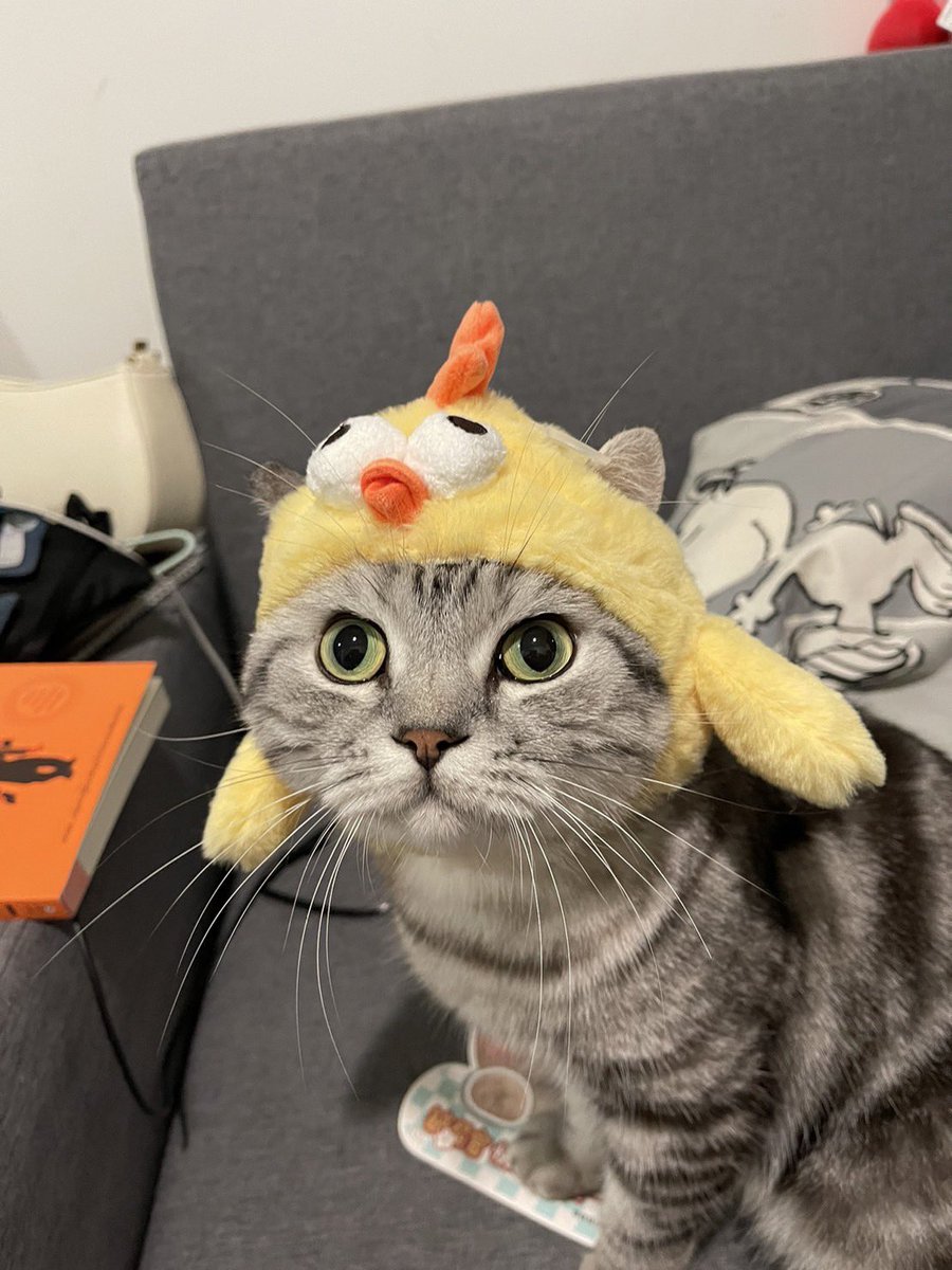 Argosyy's tweet photo. ตกลงน้องจะเป็นแมวหรือไก่!!

หมวกน้องแมว สุดชิค
ใบละ 250 บาท ฟรีค่าจัดส่ง 

ตอนนี้เหลือ 3ใบเท่านั้น!!

#พร้อมส่ง#ของเล่นแมว https://t.co/KmNId0PLld