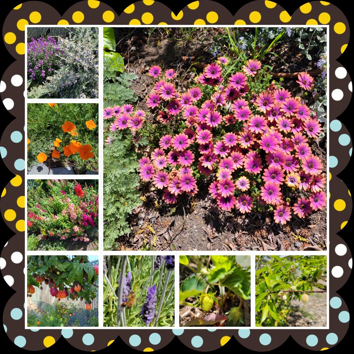 Our school garden is looking so beautiful. <a href="/SunTerraceSTEM/">Sun Terrace STEM School ☀</a> @nicolecareselp <a href="/ejamesrego/">Eric Rego</a>
