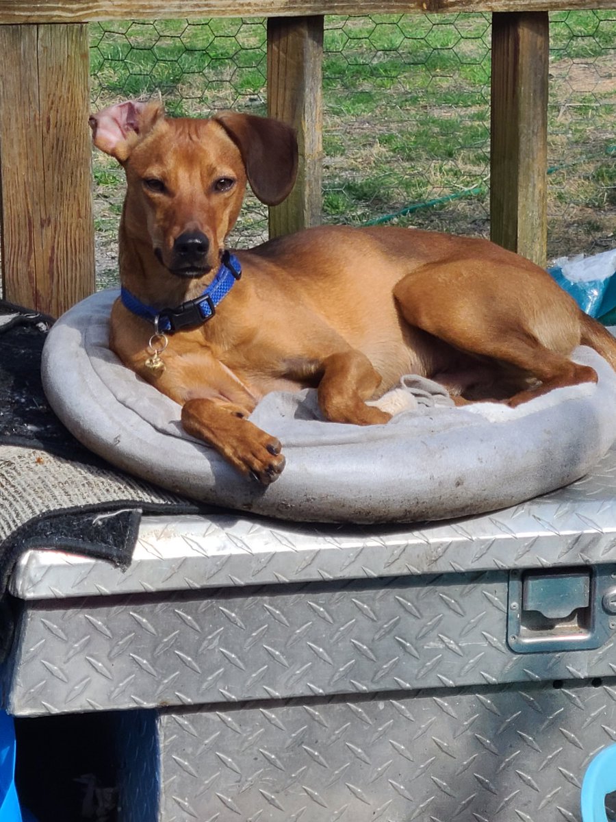 Kassi17's tweet image. He's here to judge you...

#dog #dogsoftwitter