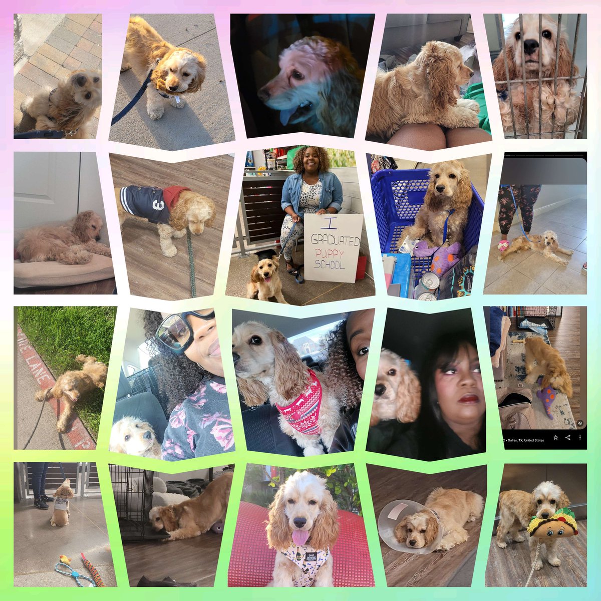 MsDany2U's tweet image. Before the clock strikes midnight, I want to celebrate my boy's 1 Year Adoptaversary!!!🎉🎉

To know Dash is to love him!
New to yall but 365 days down to me!! #April19
He's a joy to have as my little broke Bestie!
🐶🩵🐶
#datboyDash #cockerspaniel #boss #Dashcam #Dashywashy