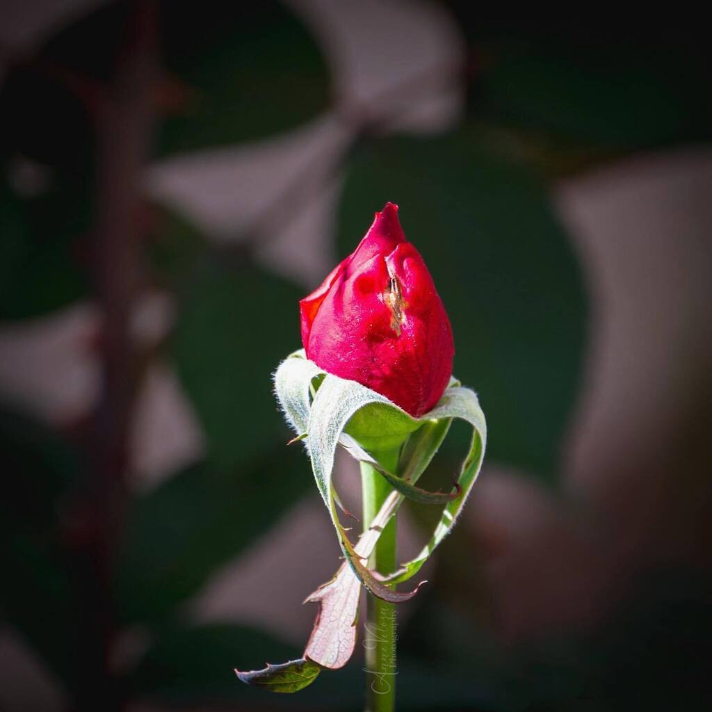 AnneVelosa's tweet photo. Our first rose of the season.
.
.
.

#thankful 
#flowers  #flower #flowersofinstagram #flowerstagram #allkindsofflowers
 #flowerphotography #flowerphoto
#plants #plantphoto #allkindsofplants  #rose #redrose #all_beauty_flowers 
#flowersandmacro #macroandflower #macroandflora… https://t.co/8qNIg4tjvF