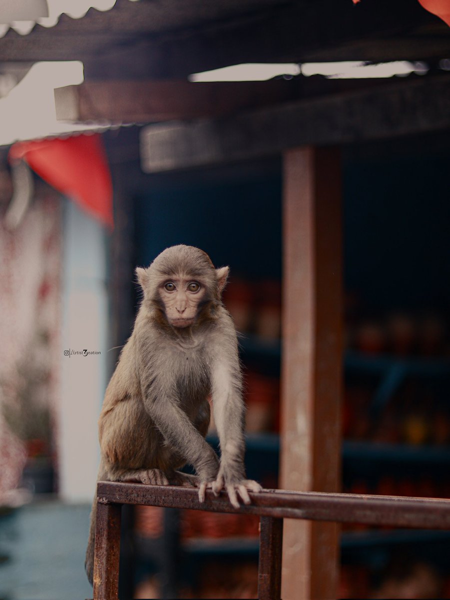 ArtistCreation3's tweet photo. Monkey giving pose to artistcreation3 https://t.co/mZ3G0Oixxr