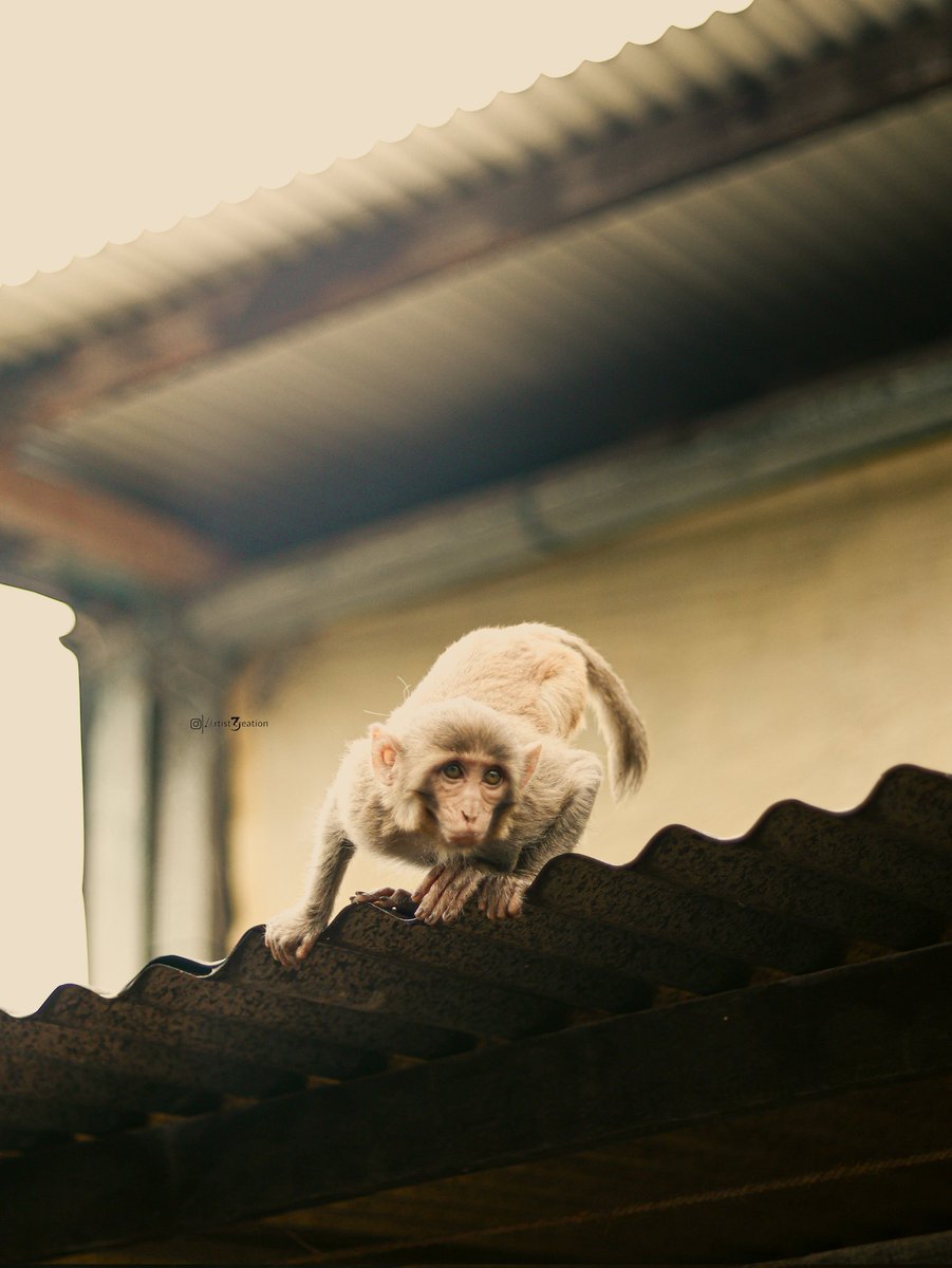 ArtistCreation3's tweet photo. Monkey giving pose to artistcreation3 https://t.co/mZ3G0Oixxr
