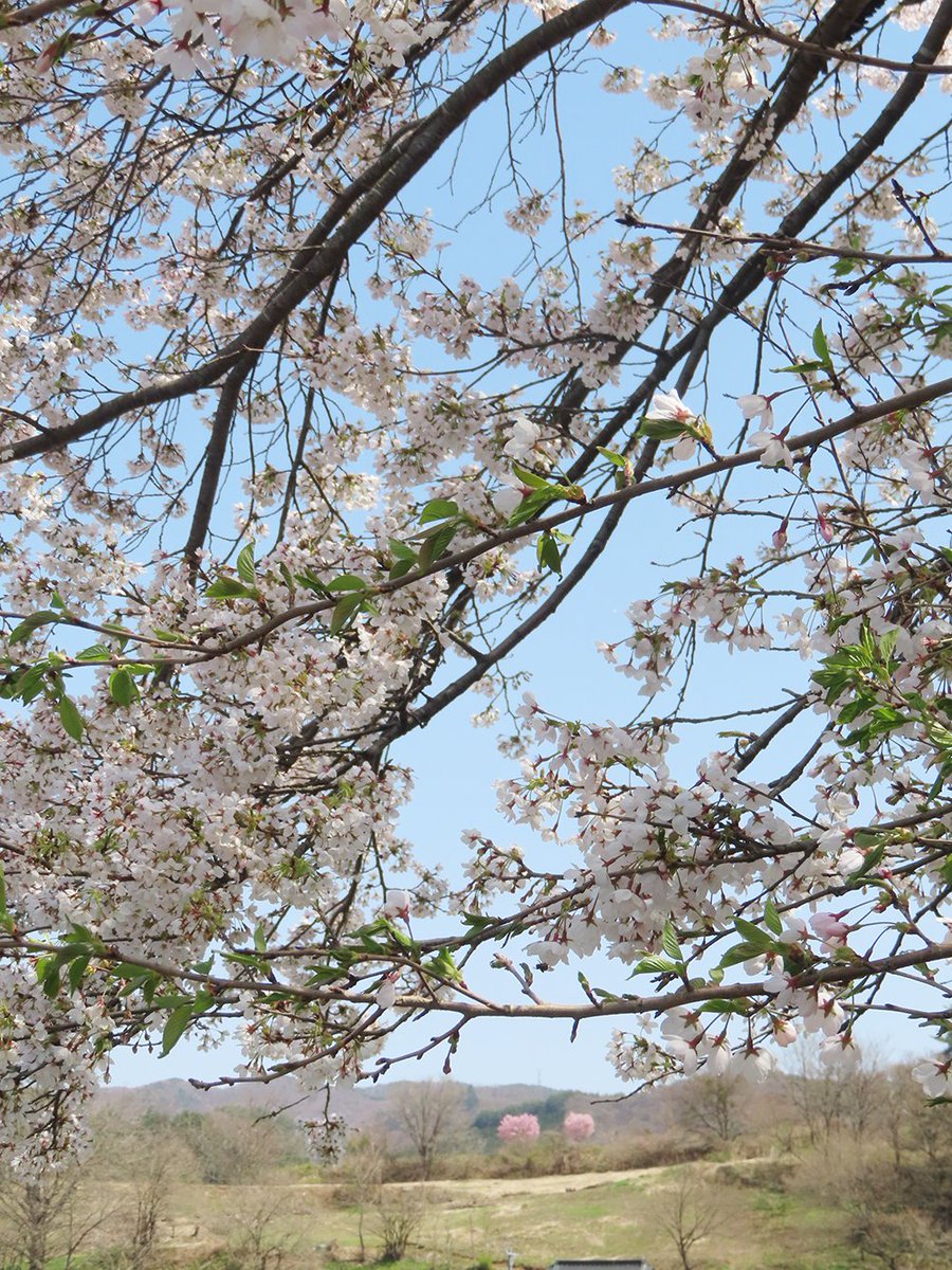 「枝垂れ桜が見れる米内浄水場からすぐの上米内駅でも丁度桜が満開だった 駅前で食事も」|藤枝　とおるのイラスト