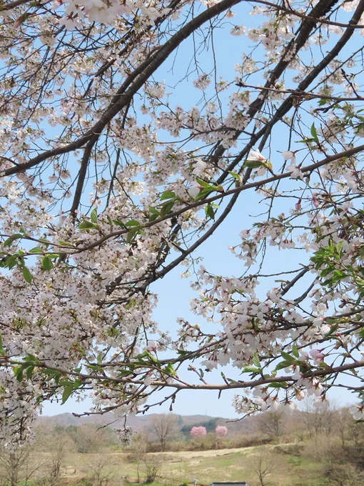 枝垂れ桜が見れる米内浄水場からすぐの上米内駅でも丁度桜が満開だった 駅前で食事もできます29日にイベントも開催するらしいぞ(漆とキノコ好きの方はぜひ…!) 