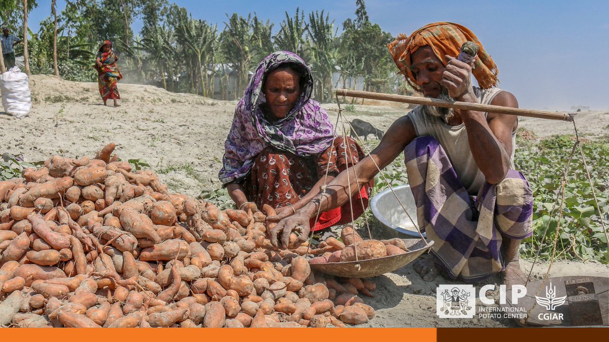 #DYK small-scale farmers across the tropics are already growing #ClimateSmart #potato 🥔 and #sweetpotato 🍠 varieties?

 Discover more:

👉🏽 bit.ly/B-ClimateSmart

🔸 <a href="/Ag_Productivity/">Global Agricultural Productivity (GAP) Initiative</a>
🔸 <a href="/PotatoPro/">PotatoPro</a>
