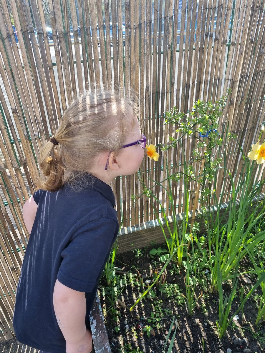 antonineps_nurs's tweet photo. We returned to ELC and noticed that our plants and flowers have grown over the holidays
E" this on smiles nice"
I " Look this one hasn't opened yet"
#frobel #antosocialstudies #myworldoutdoors https://t.co/77fbQVevB0