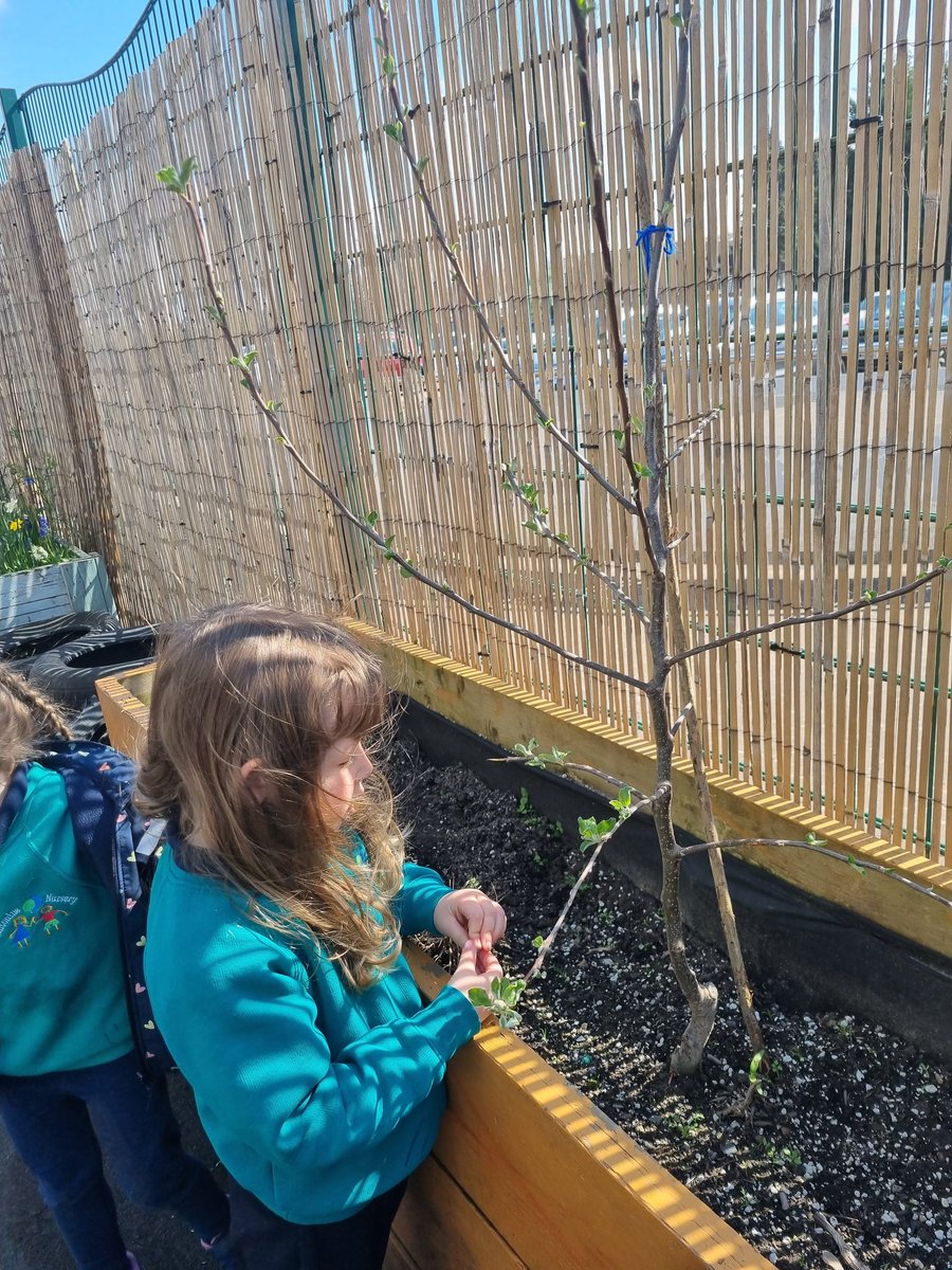 antonineps_nurs's tweet photo. We returned to ELC and noticed that our plants and flowers have grown over the holidays
E" this on smiles nice"
I " Look this one hasn't opened yet"
#frobel #antosocialstudies #myworldoutdoors https://t.co/77fbQVevB0